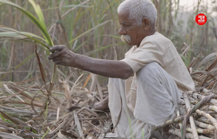 21 अगस्त तक देश में खरीफ फसलों की कुल बुवाई 1,056.7 लाख हेक्टेयर तक पहुंच गई है।