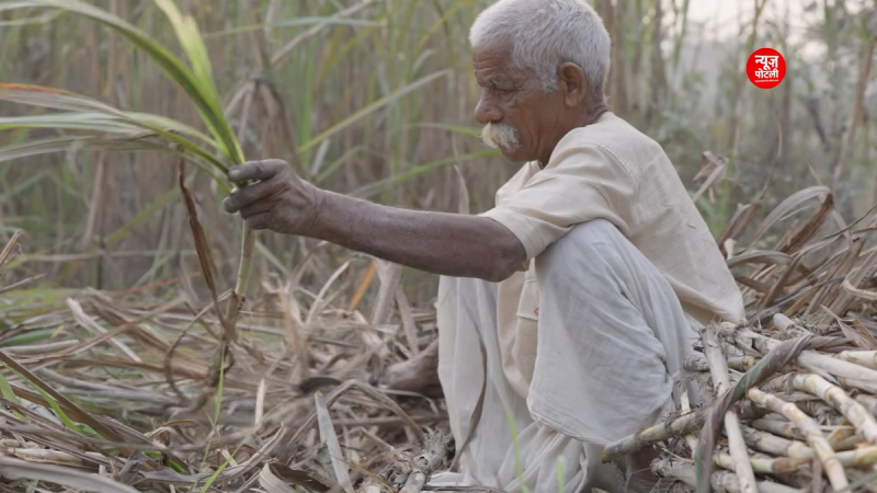 21 अगस्त तक देश में खरीफ फसलों की कुल बुवाई 1,056.7 लाख हेक्टेयर तक पहुंच गई है।
