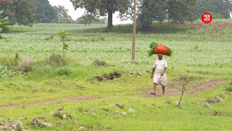 महाराष्ट्र सरकार ने अपनी नई किसान कर्ज माफी योजना के तहत पहले चरण में 533 पात्र किसानों की प्रतीकात्मक सूची जारी कर दी है।