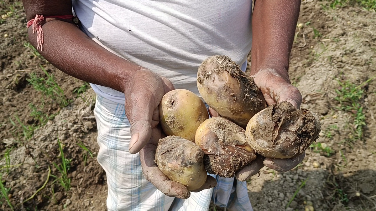 पश्चिम बंगाल में बारिश ने किसानों को दिया करारा झटका, आलू की फसल पर पड़ा गहरा असर