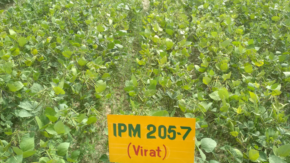 MP में 14 लाख हेक्टेयर में उगाई जा रही ग्रीष्मकालीन मूंग, कृषि मंत्री कंषाना ने किसानों को कम कीटनाशक इस्तेमाल की दी सलाह