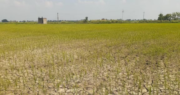 सूखे और बदलते मौसम से खेती को बचाने पर होगा मंथन, दिल्ली में जुटेंगे 800 से ज्यादा विशेषज्ञ  