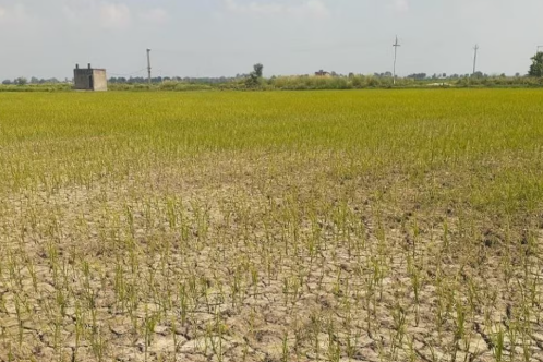 सूखे और बदलते मौसम से खेती को बचाने पर होगा मंथन, दिल्ली में जुटेंगे 800 से ज्यादा विशेषज्ञ