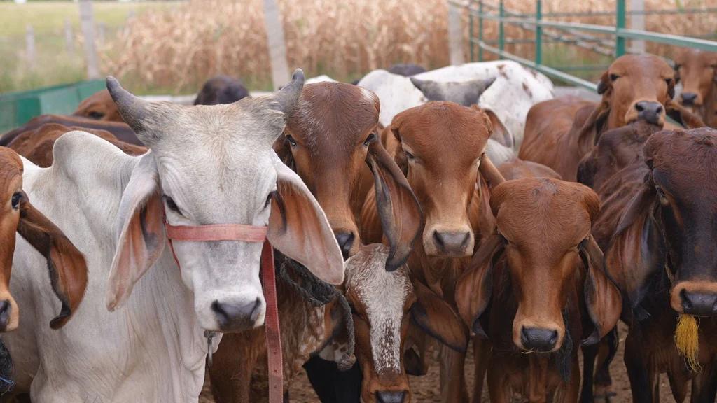 Dairy Farming: झारखंड में पशुपालन के लिए मिलेगी 90 प्रतिशत तक की सब्सिडी, ऐसे करें अप्लाई