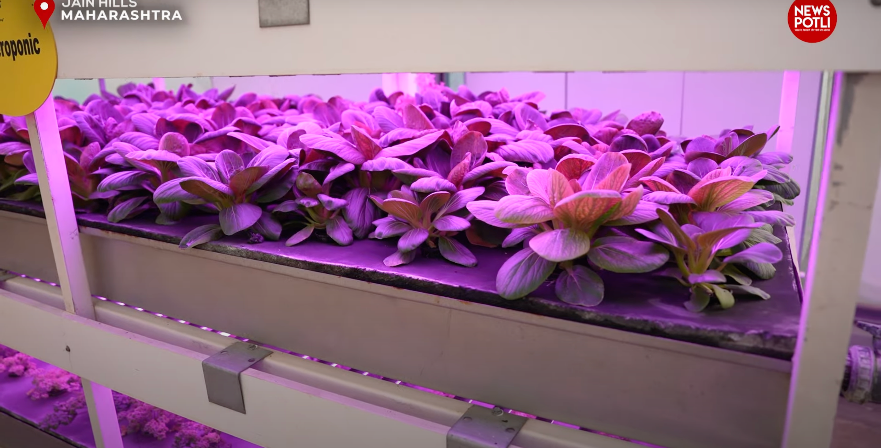 Hydroponic खेती क्या है, कैसे की जाती है, इसके लाभ क्या हैं ?