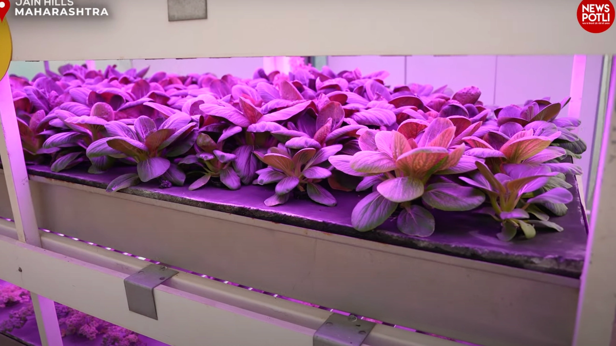 Hydroponic खेती क्या है, कैसे की जाती है, इसके लाभ क्या हैं ?
