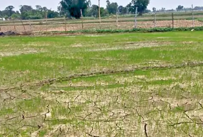 राजस्थान में 20% से ज्यादा बारिश कम, 14 जिलों की 80 तहसीलें सूखा प्रभावित घोषित