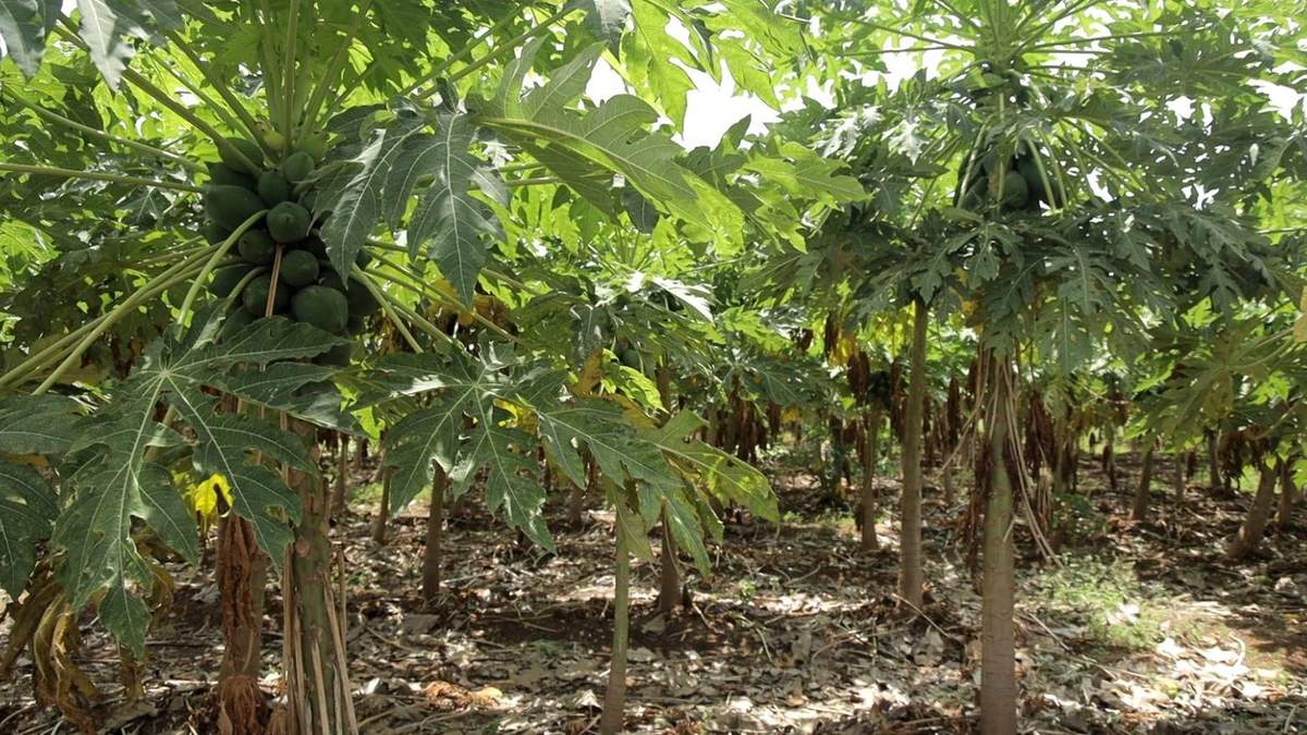 एडवाइजरीः पपीता के खेत में 24 घंटे से ज्यादा पानी का जलजमाव हुआ तो पौधे का बचना मुश्किल