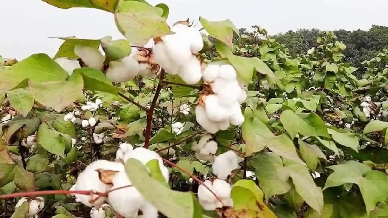 पंजाब में कपास का रकबा 20 फीसदी बढ़ा, बीज पर 33 प्रतिशत सब्सिडी भी दे रही है सरकार