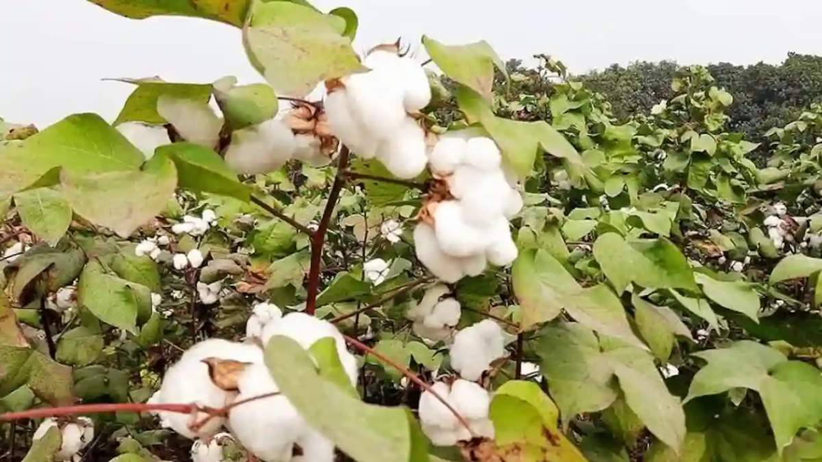 पंजाब में कपास का रकबा 20 फीसदी बढ़ा, बीज पर 33 प्रतिशत सब्सिडी भी दे रही है सरकार