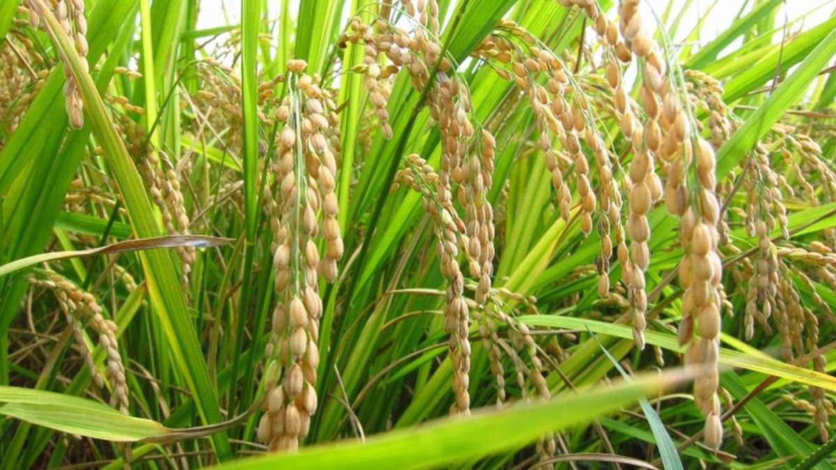 धान की खेती पर संकट: क्षेत्रफल बढ़ा, लेकिन पैदावार में गिरावट की आशंका