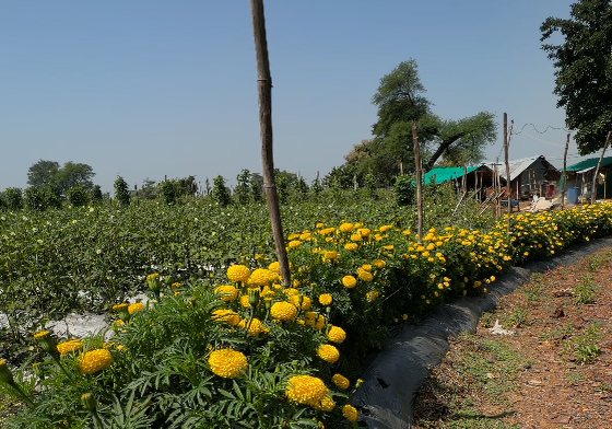कीटों को फसल से दूर रखने का आसान तरीका, जानिए क्या है ट्रैप क्रॉप