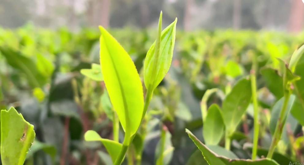 चाय के बागानों का कड़वा घूंट कौन पीता है?