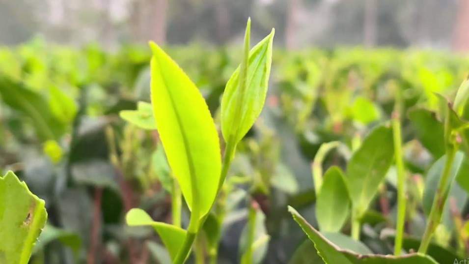 चाय के बागानों का कड़वा घूंट कौन पीता है?