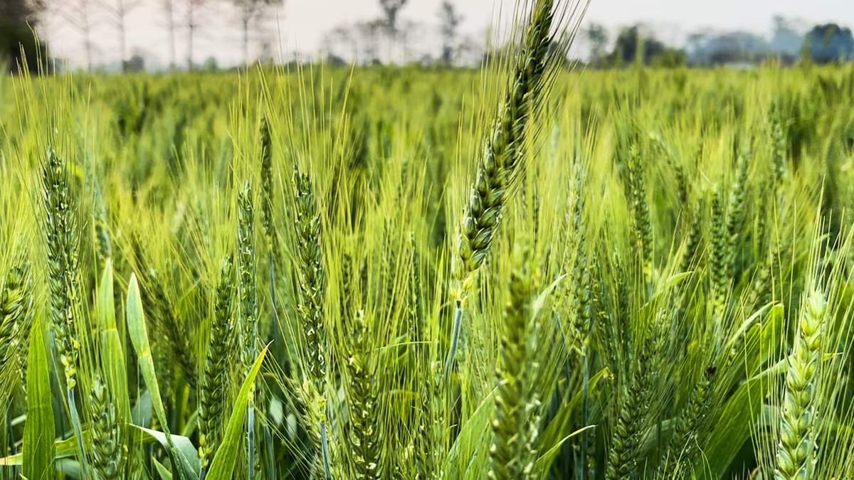 IIWBR करनाल ने गेहूं के बुआई के लिए जारी किए सुझाव