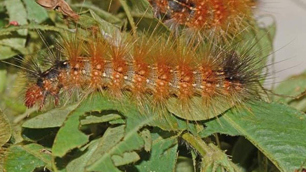 नमी के कारण दलहनी फसलों पर बढ़ सकता है कातरा कीट का खतरा, राजस्थान कृषि विभाग ने जारी की एडवाइजरी