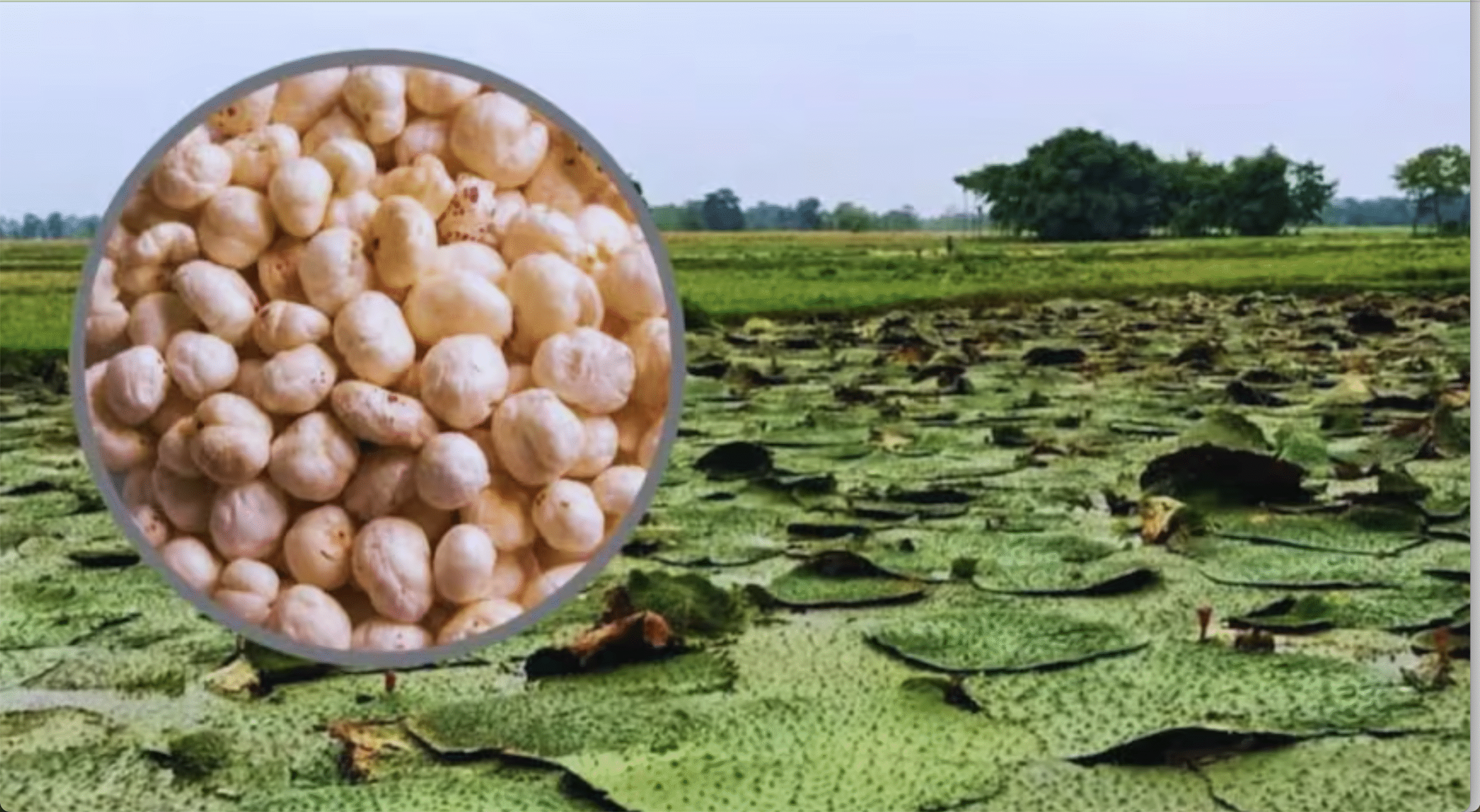 मखाना को मिलेगा मिशन मोड सपोर्ट: 6 साल में 476 करोड़ से बदलेगा भारत का मखाना सेक्टर