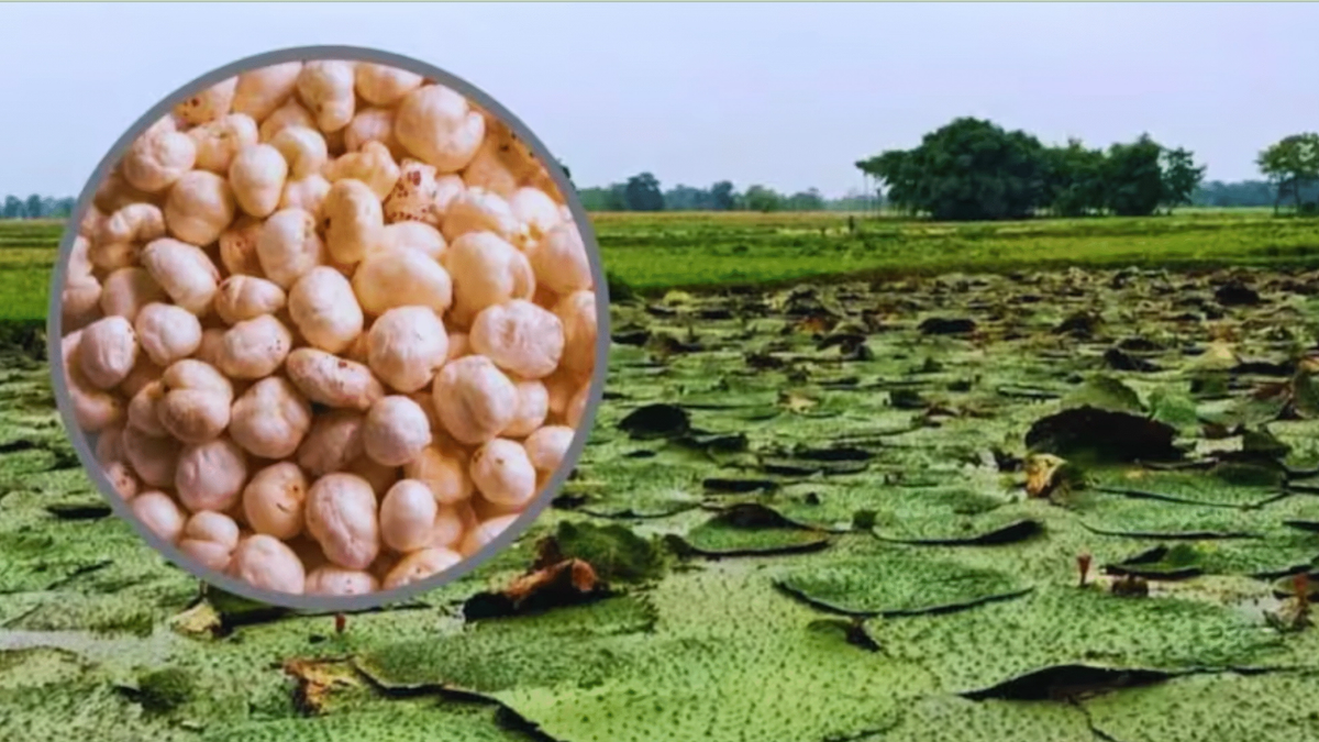मखाना बोर्ड गठन: बिहार के मखाना किसानों की आय में वृद्धि की उम्मीद