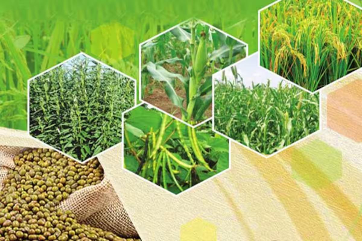 25 जुलाई तक खरीफ फसलों की बुवाई का रकबा 829.4 लाख हेक्टेयर तक पहुंचा, धान, मूंग और मक्का के रकबे में बढ़ोतरी