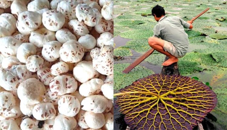 मखाना की खेती बढ़ाने की पहल, 3-4 अगस्त को पटना में मखाना महोत्सव