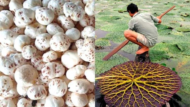 मखाना की खेती बढ़ाने की पहल, 3-4 अगस्त को पटना में मखाना महोत्सव