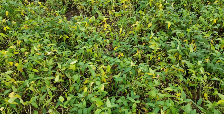 सोयाबीन की फसल के दुश्मन बने ये कीट (पीले और हरे मोज़ेक), ऐसे करें बचाव