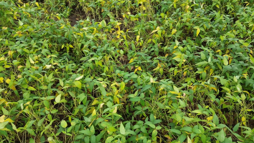 सोयाबीन की फसल के दुश्मन बने ये कीट (पीले और हरे मोज़ेक), ऐसे करें बचाव