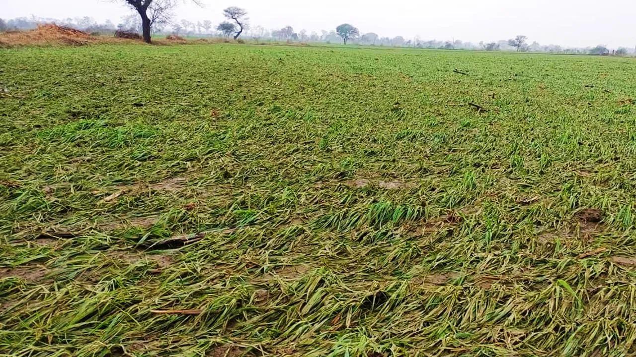उत्तर प्रदेश सरकार ने बढ़ाई पीएम फसल बीमा योजना की तारीख, अब 10 अगस्त तक किसान कर सकते हैं आवेदन