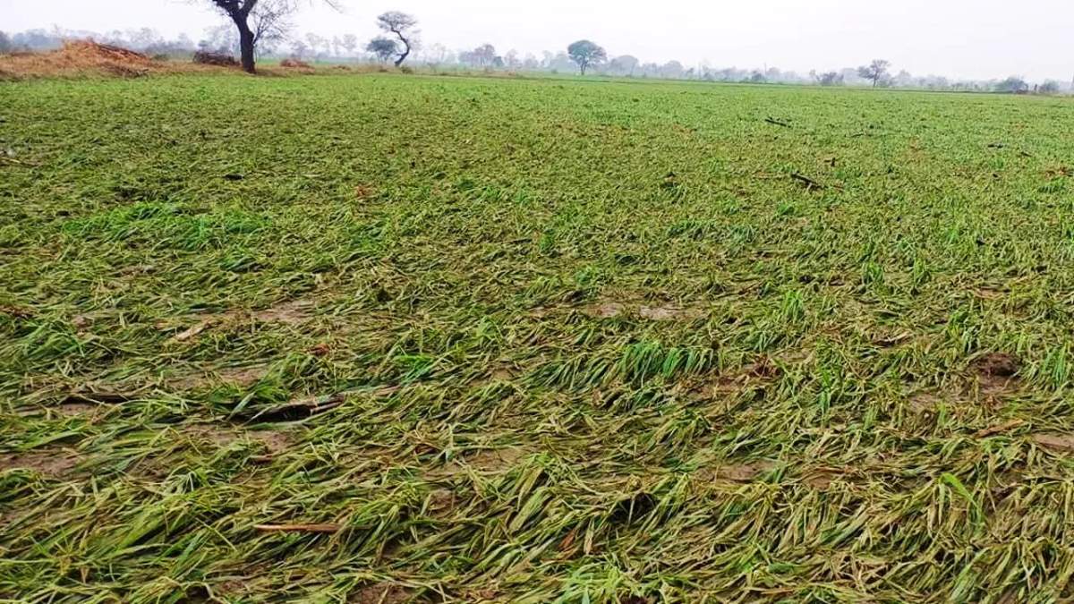 उत्तर प्रदेश सरकार ने बढ़ाई पीएम फसल बीमा योजना की तारीख, अब 10 अगस्त तक किसान कर सकते हैं आवेदन