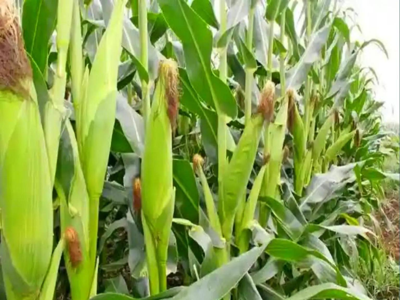 मक्के की खेती को बढ़ावा, बीज पर किसानों को 15,000 रुपये सब्सिडी दे रही उत्तर प्रदेश सरकार
