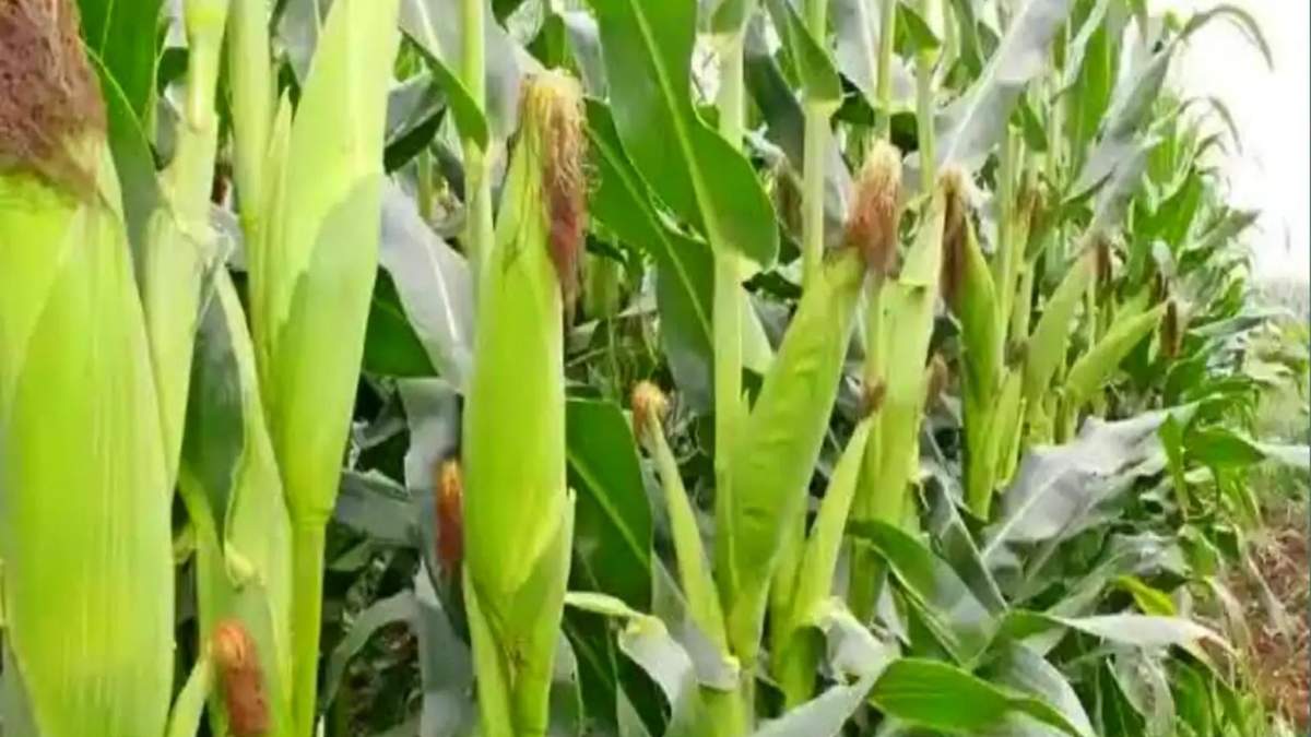 मक्के की खेती को बढ़ावा, बीज पर किसानों को 15,000 रुपये सब्सिडी दे रही उत्तर प्रदेश सरकार