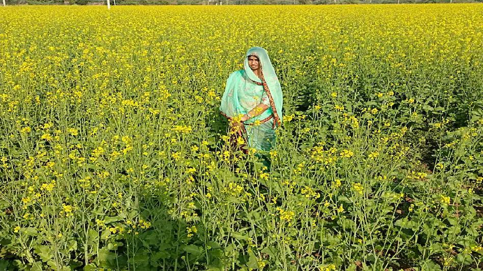 राजस्थान के किसान अब 40 क्विंटल तक सरसों MSP पर बेच सकेंगे, 10 अप्रैल से शुरू होगी खरीद