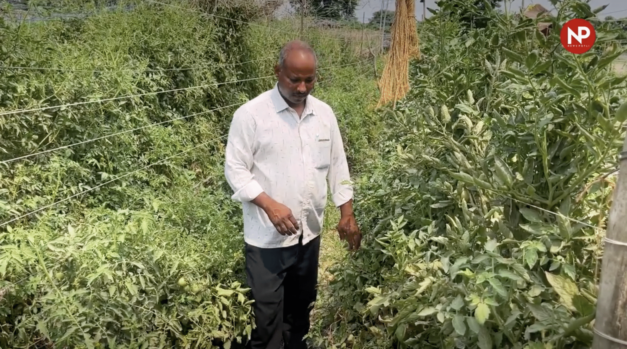 जलवायु परिवर्तन से किसान कैसे होंगे सुरक्षित? सरकार का जवाब