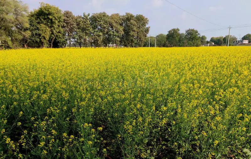 अत्यधिक ठंड में सरसों की फसल में लगने वाले सफेद रतुआ रोग के लक्षण और बचाव जानिए