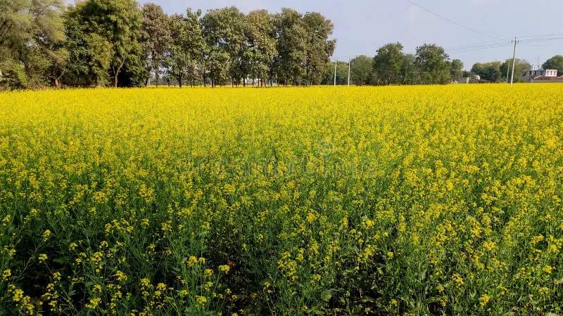 अत्यधिक ठंड में सरसों की फसल में लगने वाले सफेद रतुआ रोग के लक्षण और बचाव जानिए