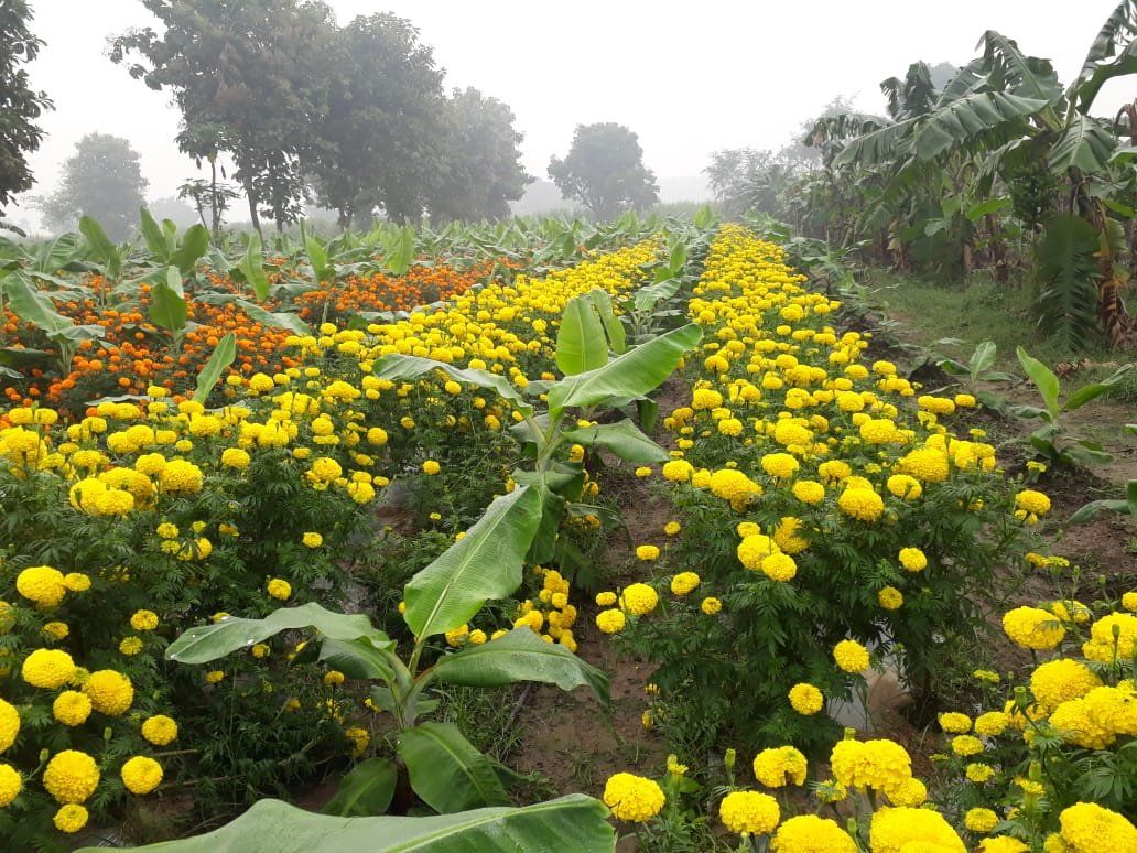 निमेटोड से बचाव से लेकर परागण तक, गेंदा फूल के अनोखे फायदे