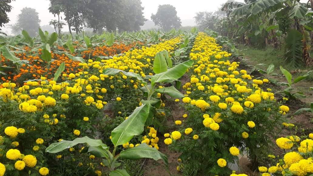 निमेटोड से बचाव से लेकर परागण तक, गेंदा फूल के अनोखे फायदे