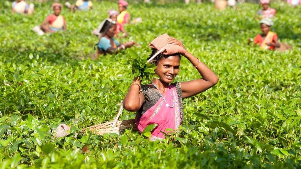 असम के चाय किसानों के लिए खुशखबरी, केंद्र की मदद से किसान 5% चाय बागानों पर करेंगे ऑयल पाम की खेती