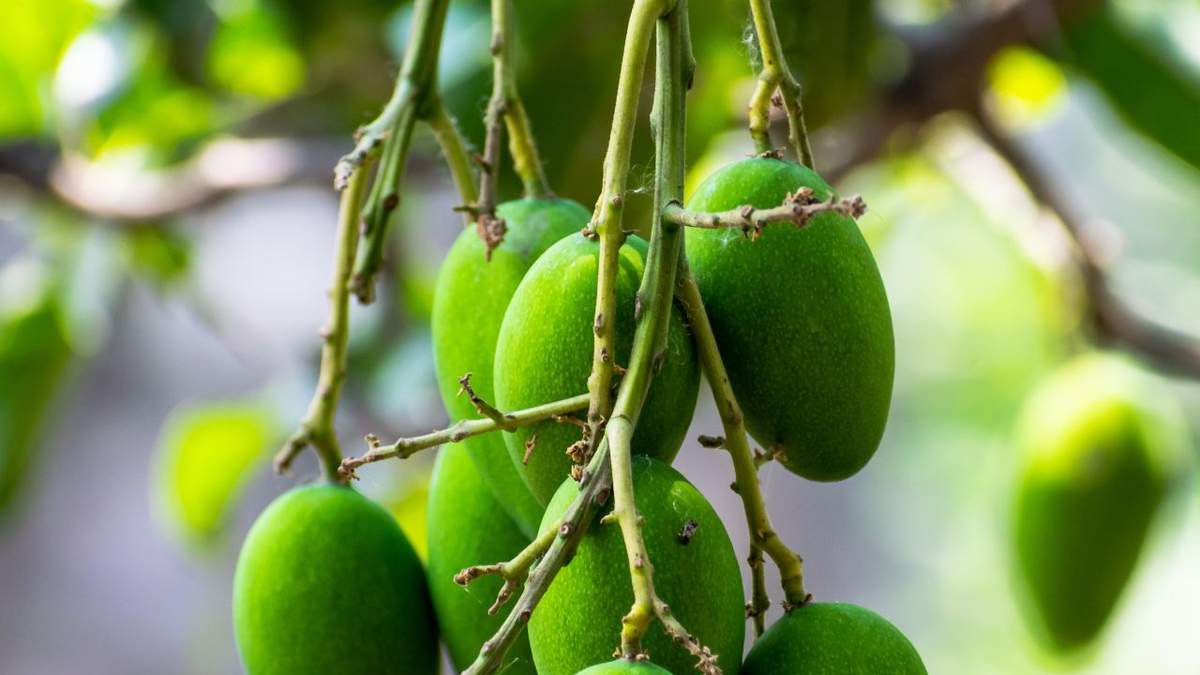 आम के पौधों में लगने वाले रोगों से बचाव के लिए ICAR ने दिया सुझाव