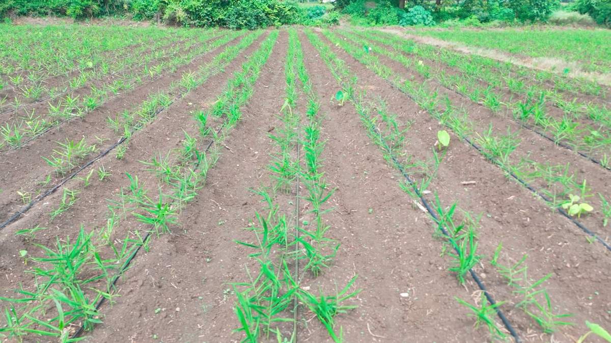 केंद्र सरकार ने लिया बड़ा फैसला, मांस और हड्डियों से बने खाद की अनुमति वापस