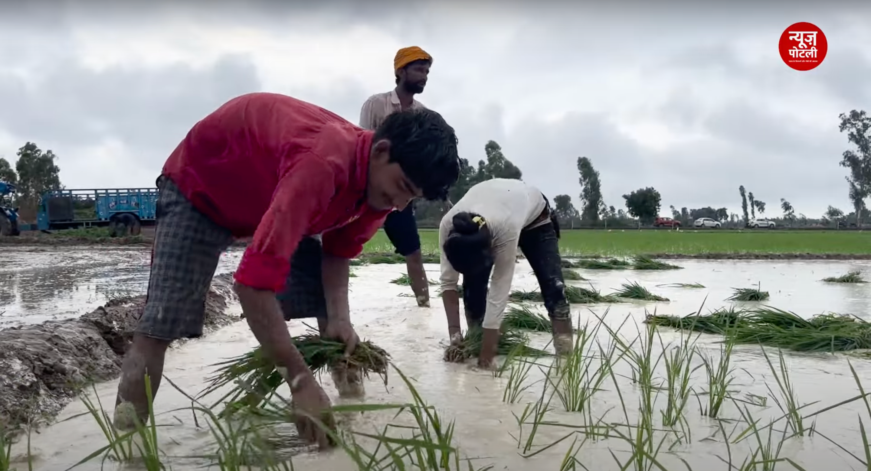जानिए धान की दो जीनोम संपादित किस्में कौन सी हैं? जो कम पानी, कम समय में अधिक उत्पादन देने में हैं सक्षम