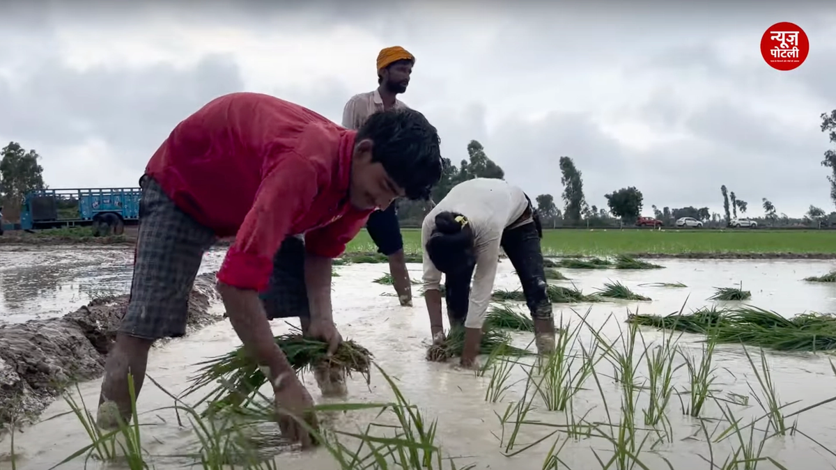 जानिए धान की दो जीनोम संपादित किस्में कौन सी हैं? जो कम पानी, कम समय में अधिक उत्पादन देने में हैं सक्षम