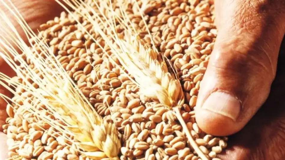 गेहूं के दाम कम करने के लिए सरकार ने लिया बड़ा फैसला, जमाखोरों पर कसेगा शिकंजा