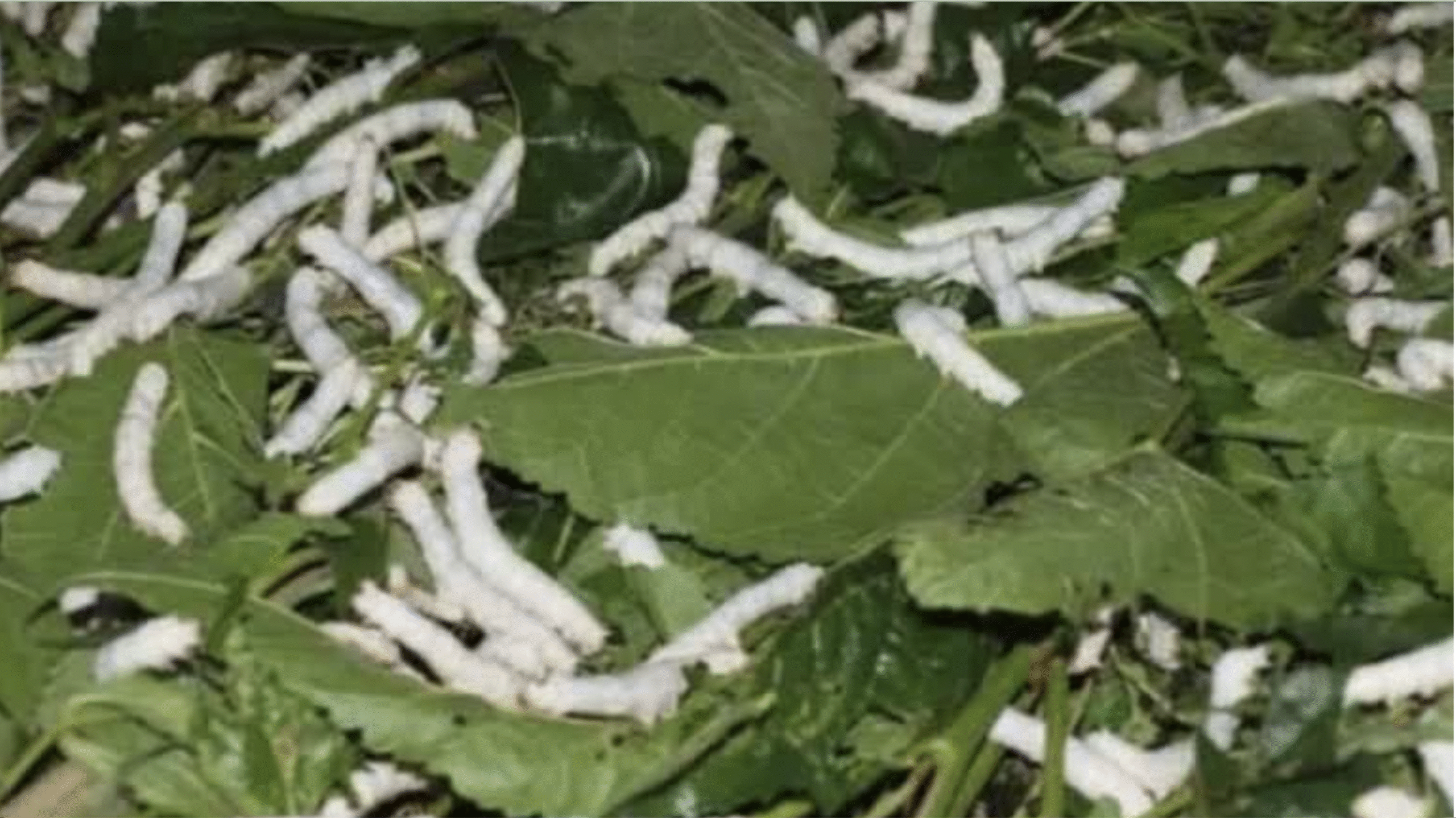 रेशम उद्योग को नई रफ्तार, उत्तर प्रदेश में Soil to Silk सेंटर की शुरुआत