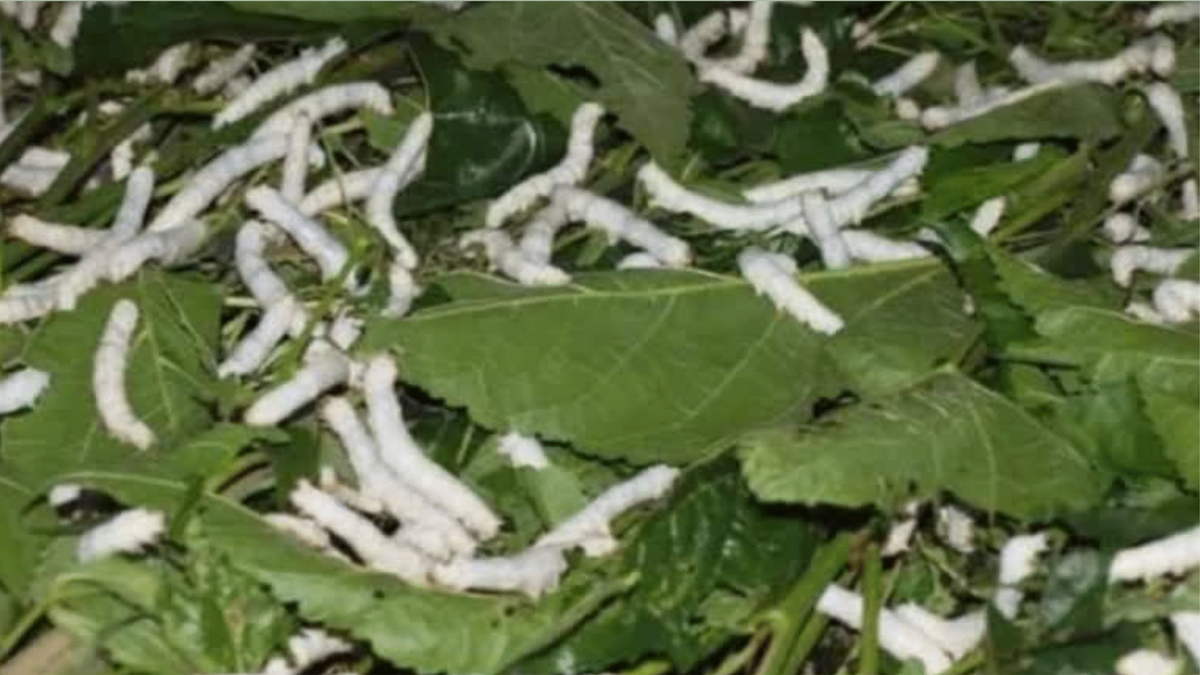 रेशम उद्योग को नई रफ्तार, उत्तर प्रदेश में Soil to Silk सेंटर की शुरुआत
