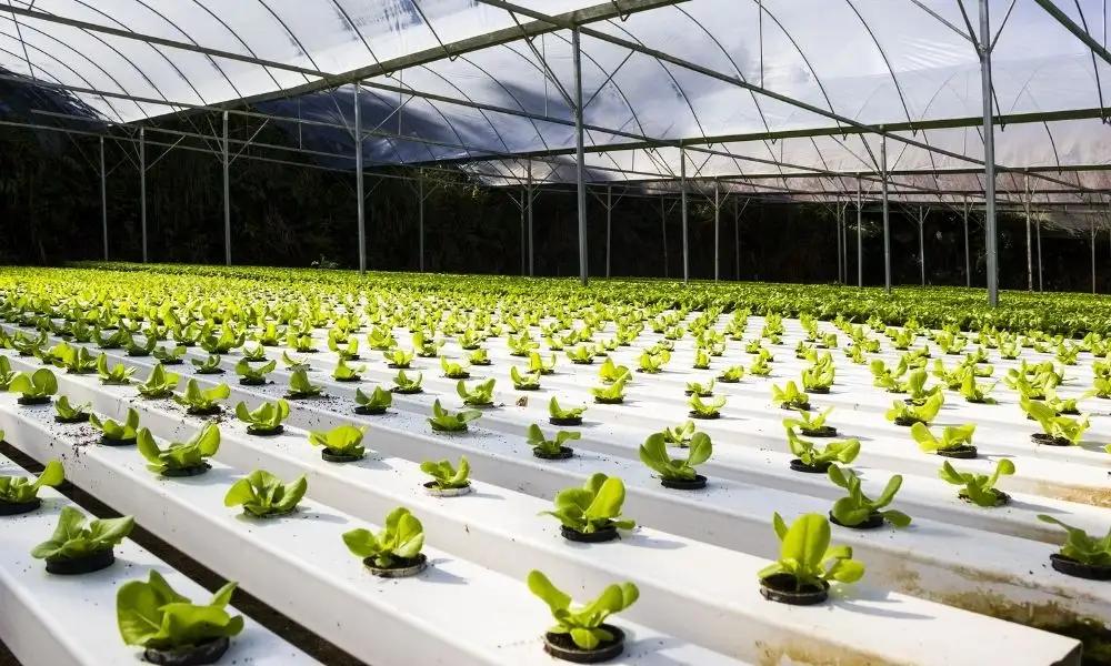हरियाणा में बनेगा हाइड्रोपोनिक्स खेती के लिए ‘सेंटर ऑफ एक्सीलेंस’