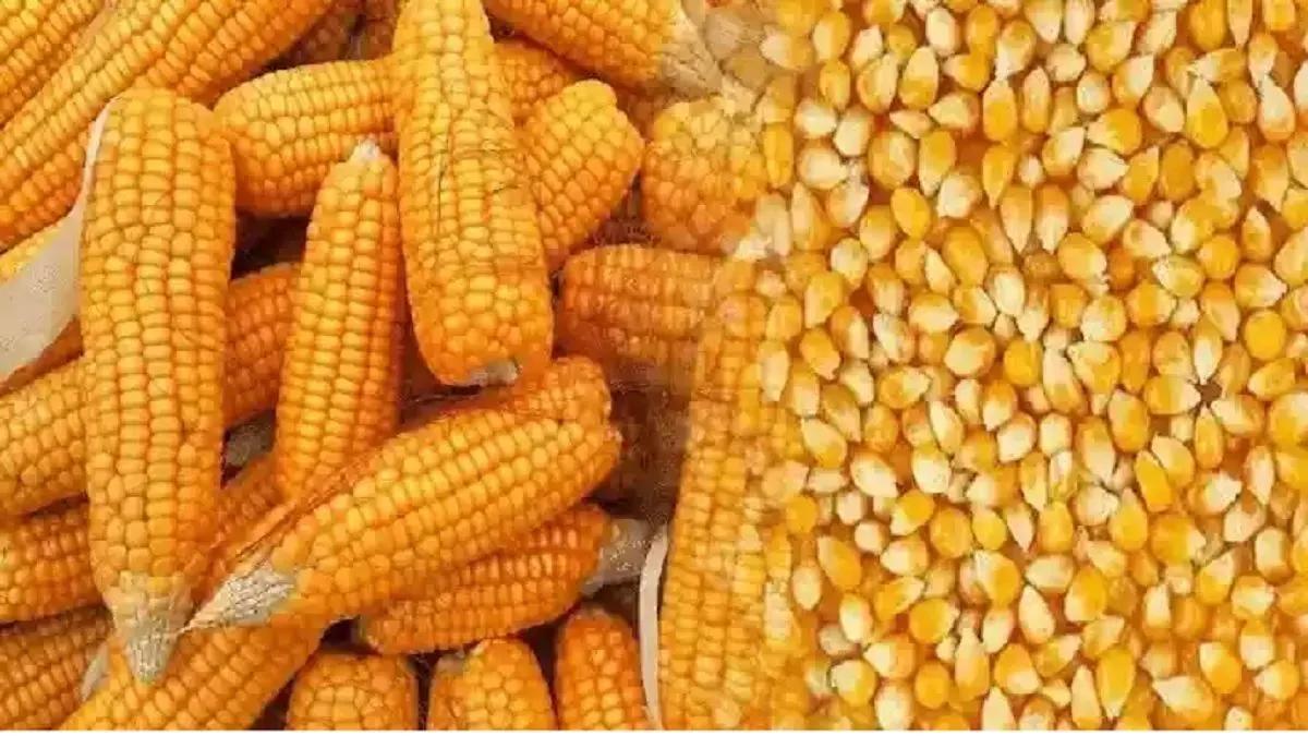 देशभर में मक्का के दाम गिरे, जानिए क्या है वजह?