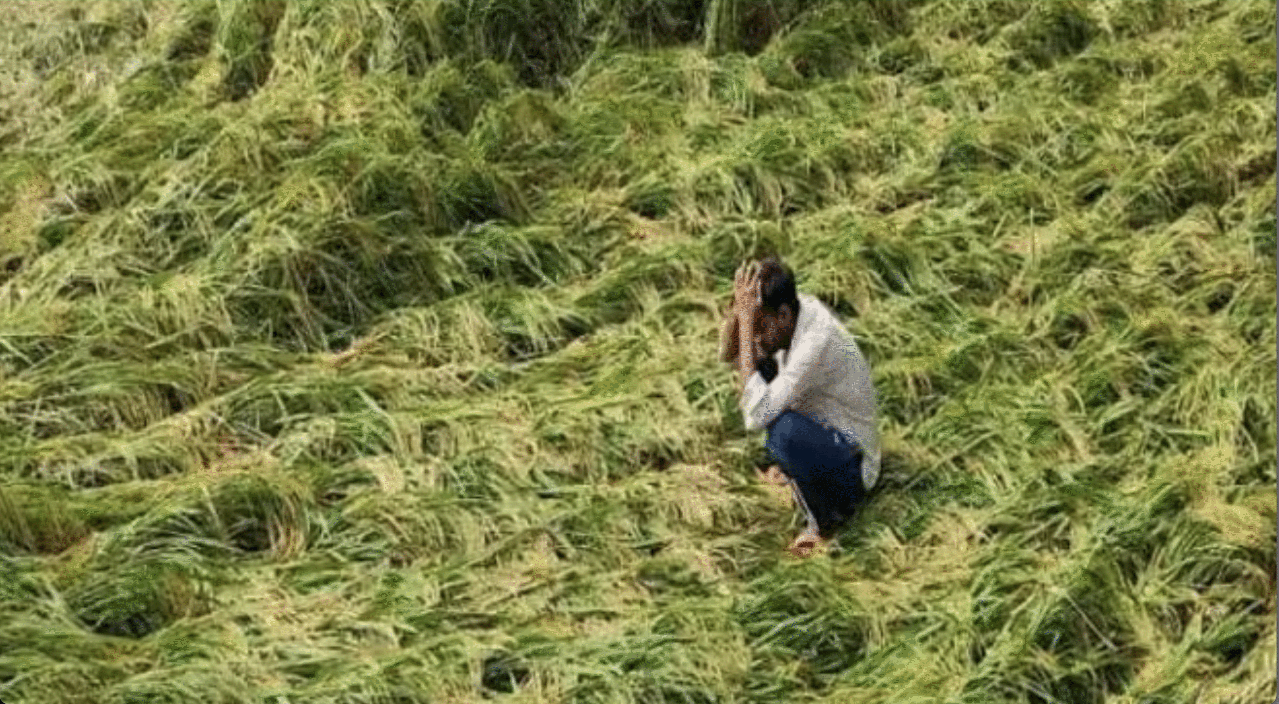 बेमौसम बारिश से उत्तर प्रदेश में फसलें बर्बाद, सीएम योगी ने जल्द रिपोर्ट तैयार करने के दिए आदेश