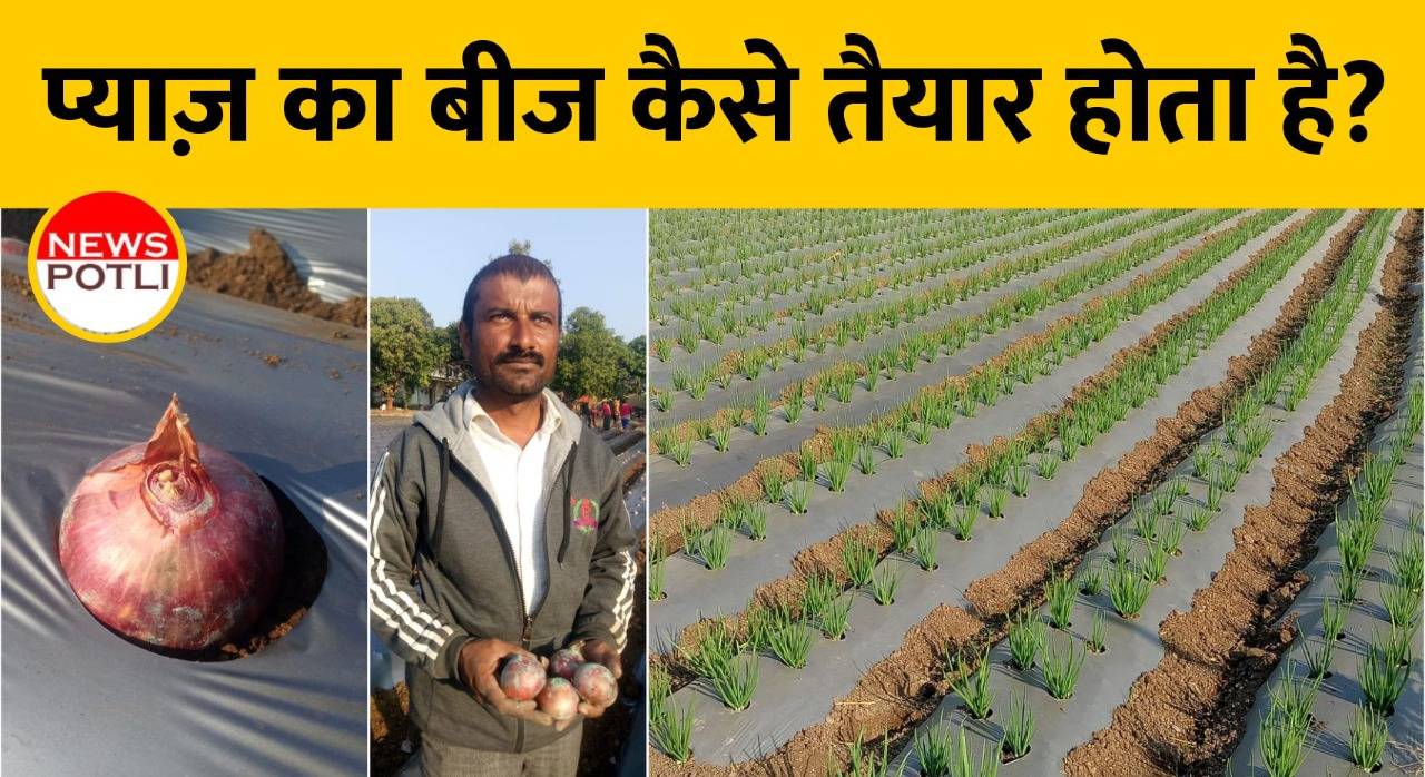 प्याज के बीज की खेती कैसे करें?  Pyaj ki kheti