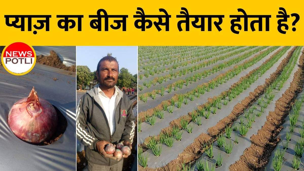 प्याज के बीज की खेती कैसे करें? Pyaj ki kheti